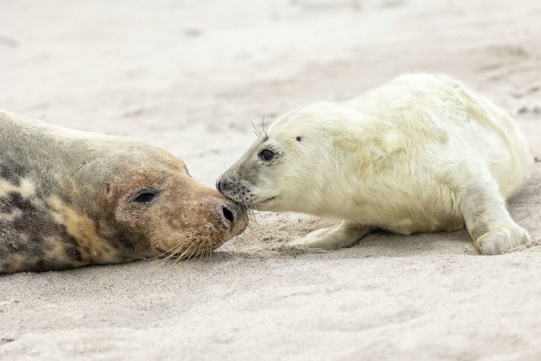 090 - De Korrel Wemmel - Brenda Heyvaert - Puppy love